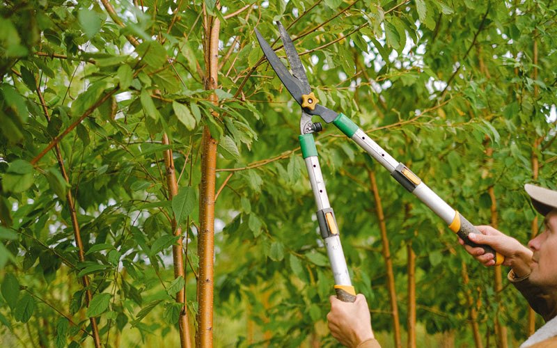 Tree trimming in Rockfield, KY